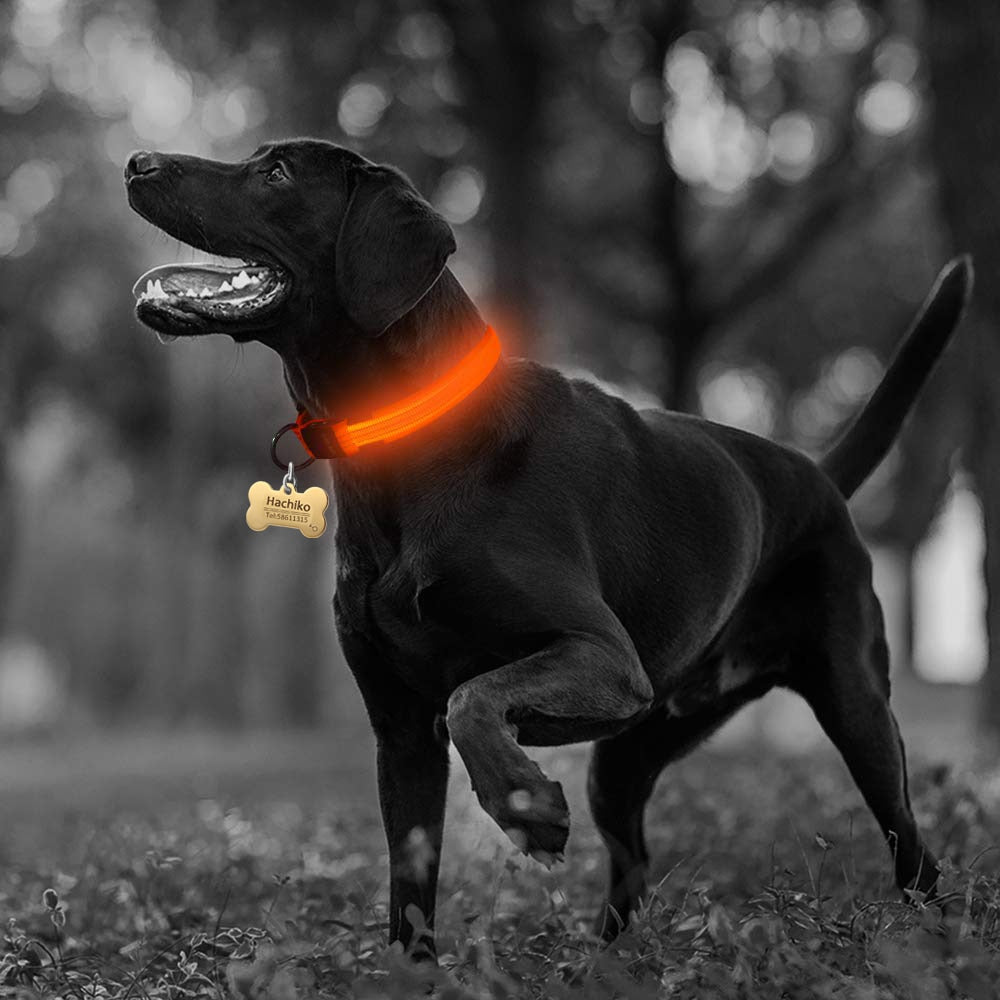 Nylon LED Dog Collar