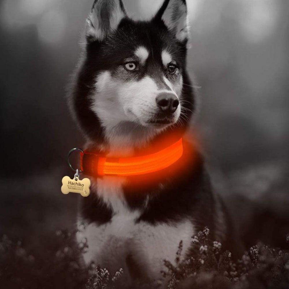 Nylon LED Dog Collar